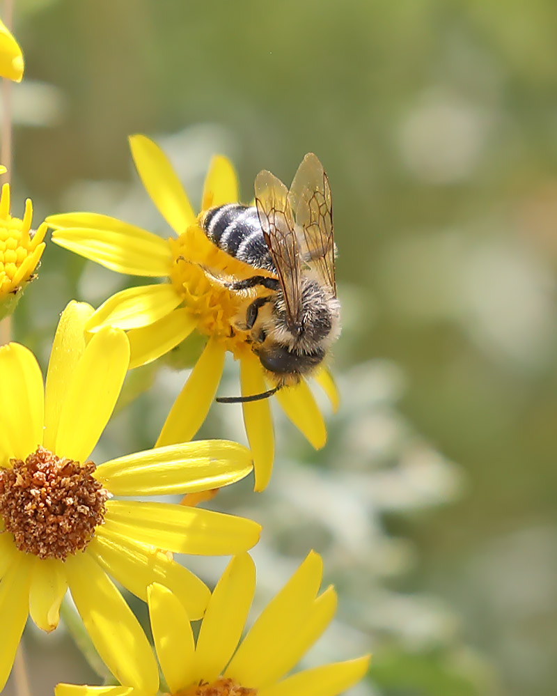 Andrena flavipes